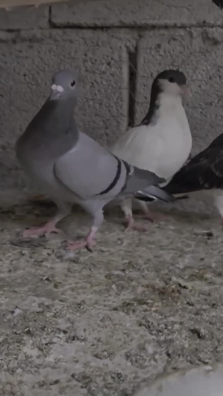 سبز|پرنده|کوه چنار, |دیوار