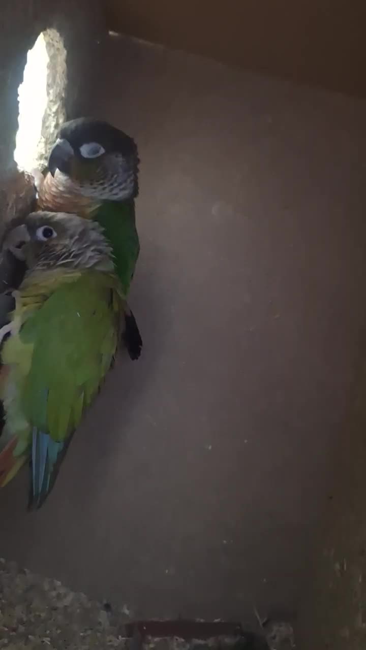 فروش گیرنیجک|پرنده|اردکان, |دیوار