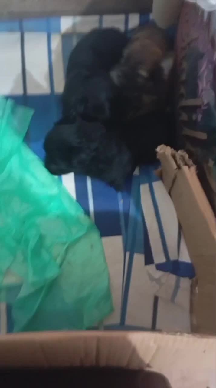 سگ پا کوتاه|سگ|بندر انزلی, لیچارگی حسن رود|دیوار