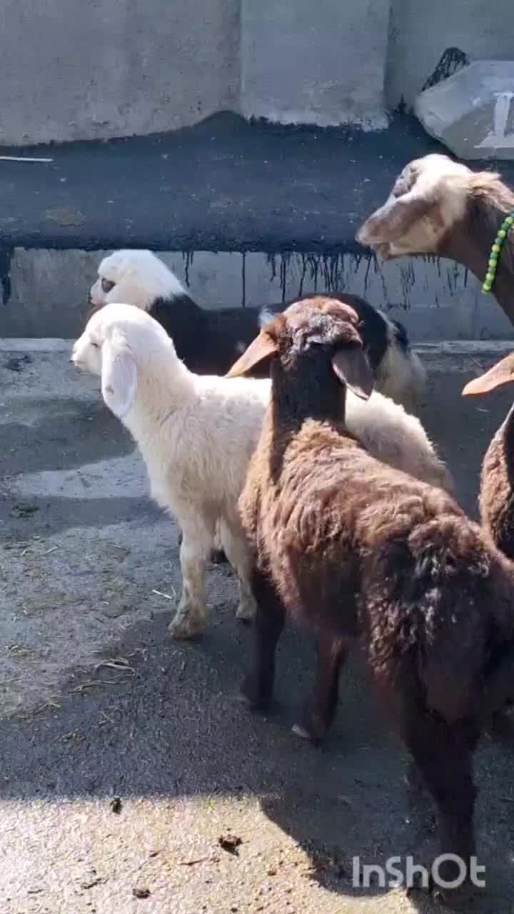 میش بره۹تاشیشک مرغ۷تاتخم گذار|حیوانات مزرعه|بروجرد, |دیوار