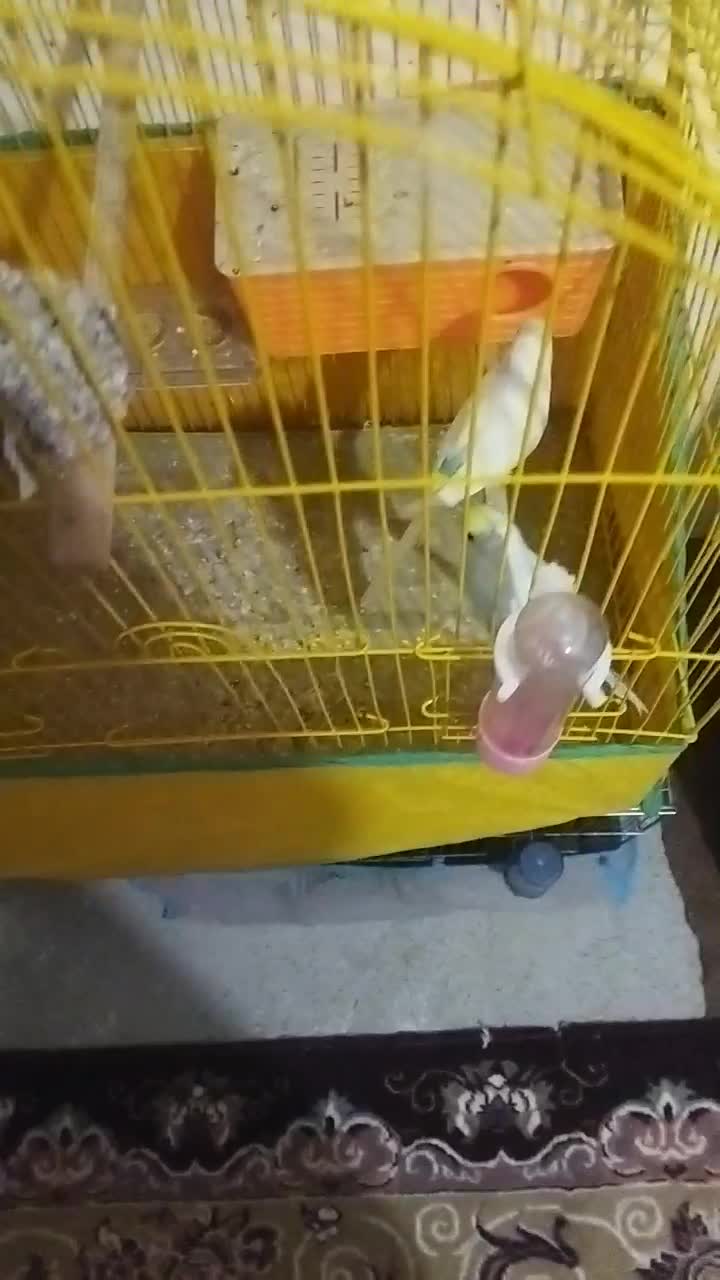 یه جفت مرغ عشق سالم وسرحال|پرنده|بانه, |دیوار