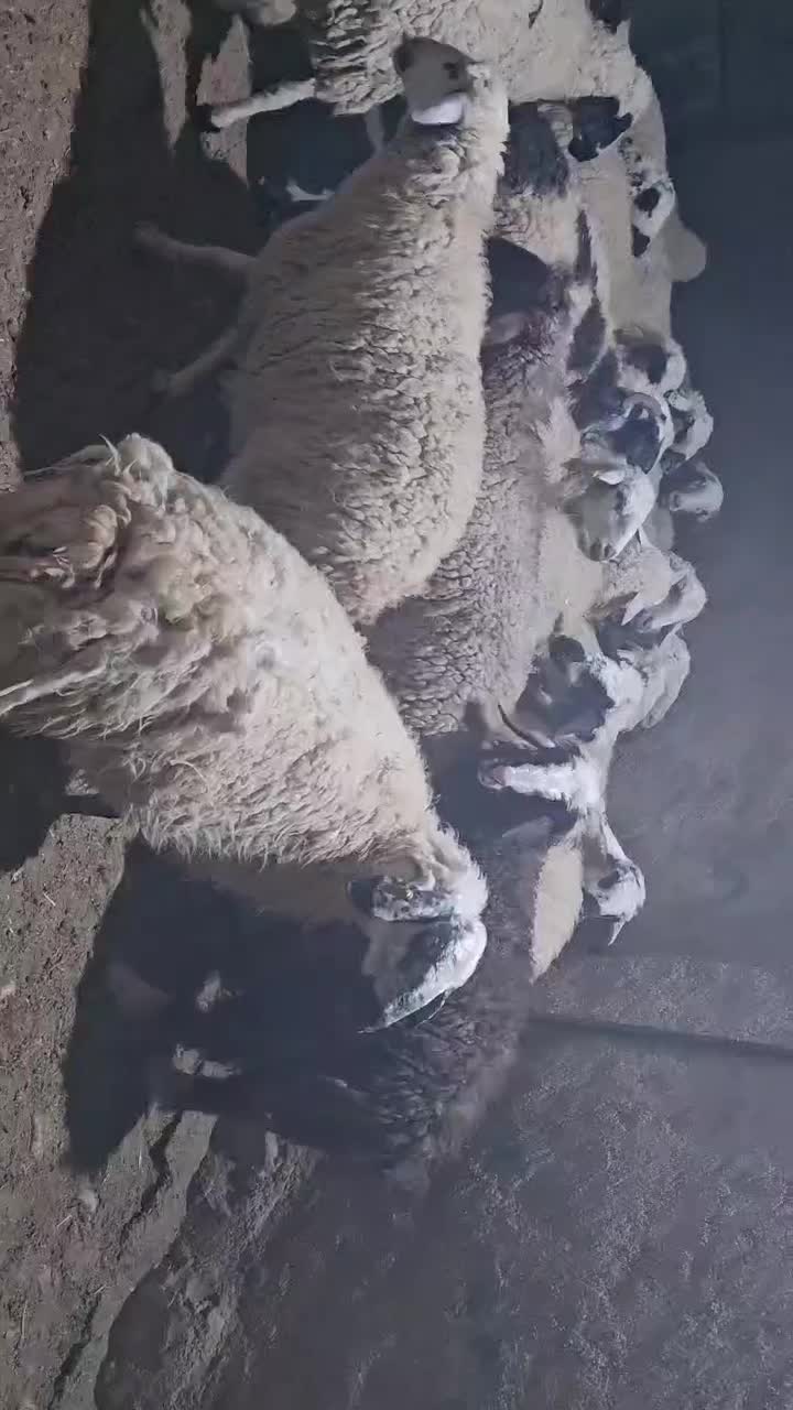 میش و شیشک میش عراقی|حیوانات مزرعه|سرچهان, |دیوار