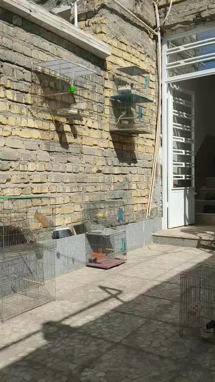 تعدادی قناری نرمست ودهن زن|پرنده|شیراز, شهرک صادقیه|دیوار