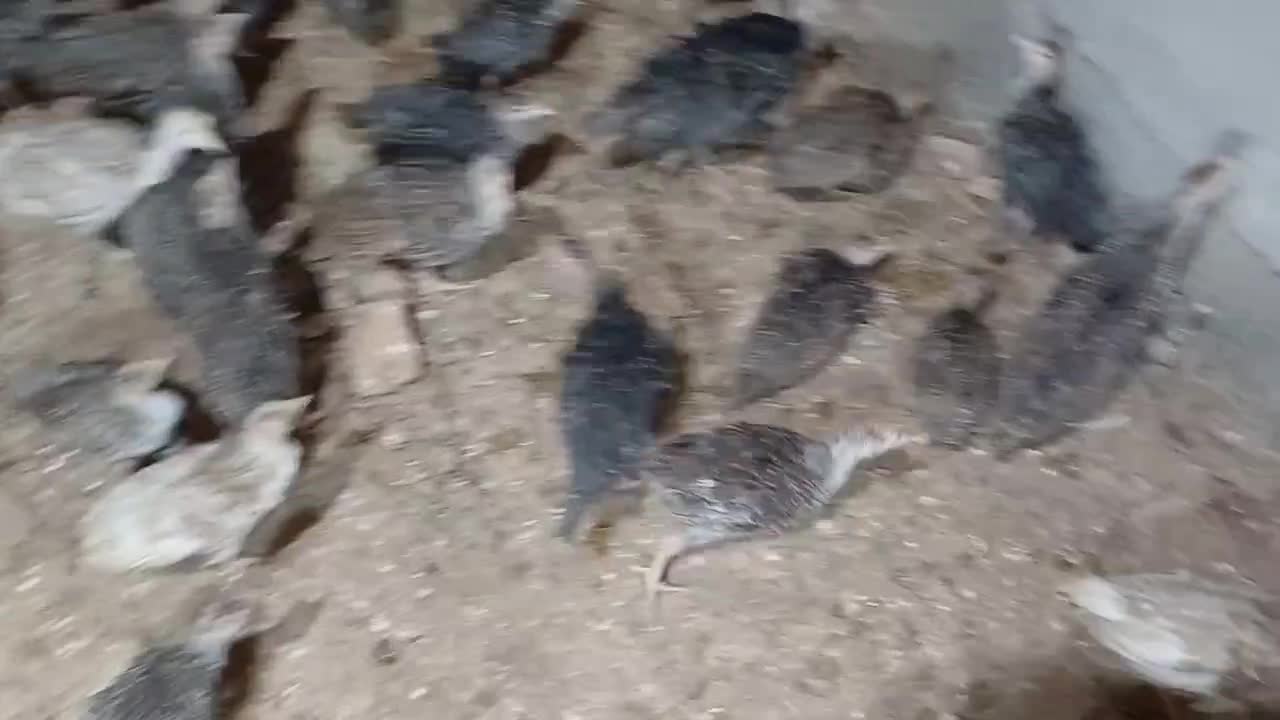 جوجه بوقلمون ۲ماهه|حیوانات مزرعه|فلاورجان, |دیوار