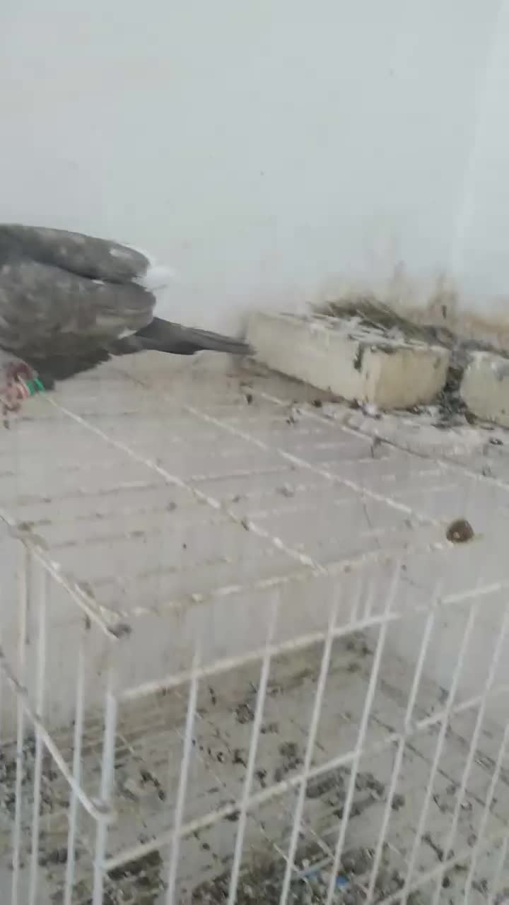 سینه'قهوه ای نر|پرنده|اهواز, منبع اب|دیوار