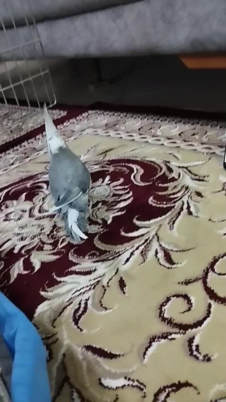 پرنده|پرنده|اشتهارد, |دیوار