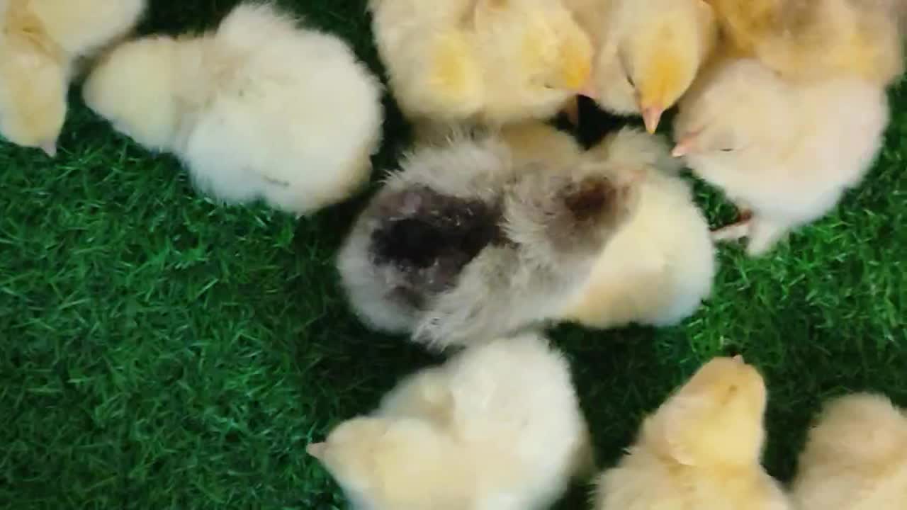 جوجه برهما اصیل|حیوانات مزرعه|گرگان, |دیوار