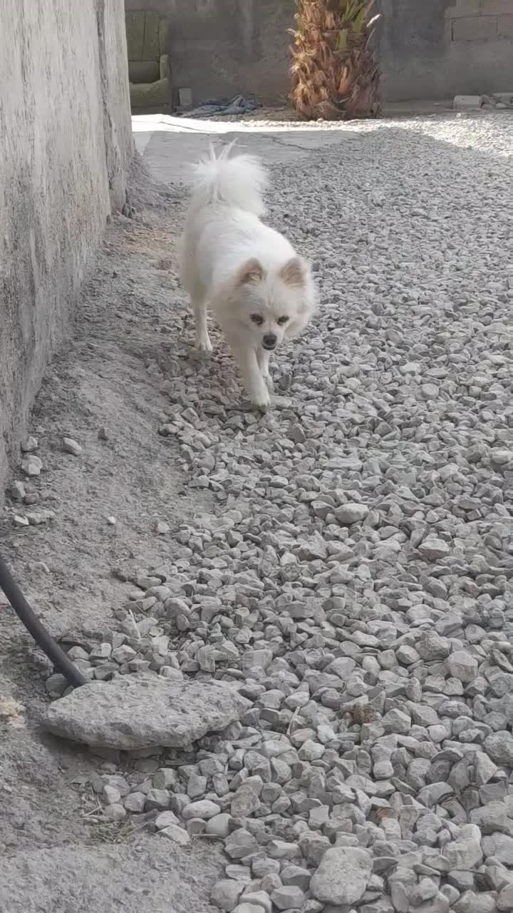 نروماده سگ|سگ|بندرعباس, |دیوار