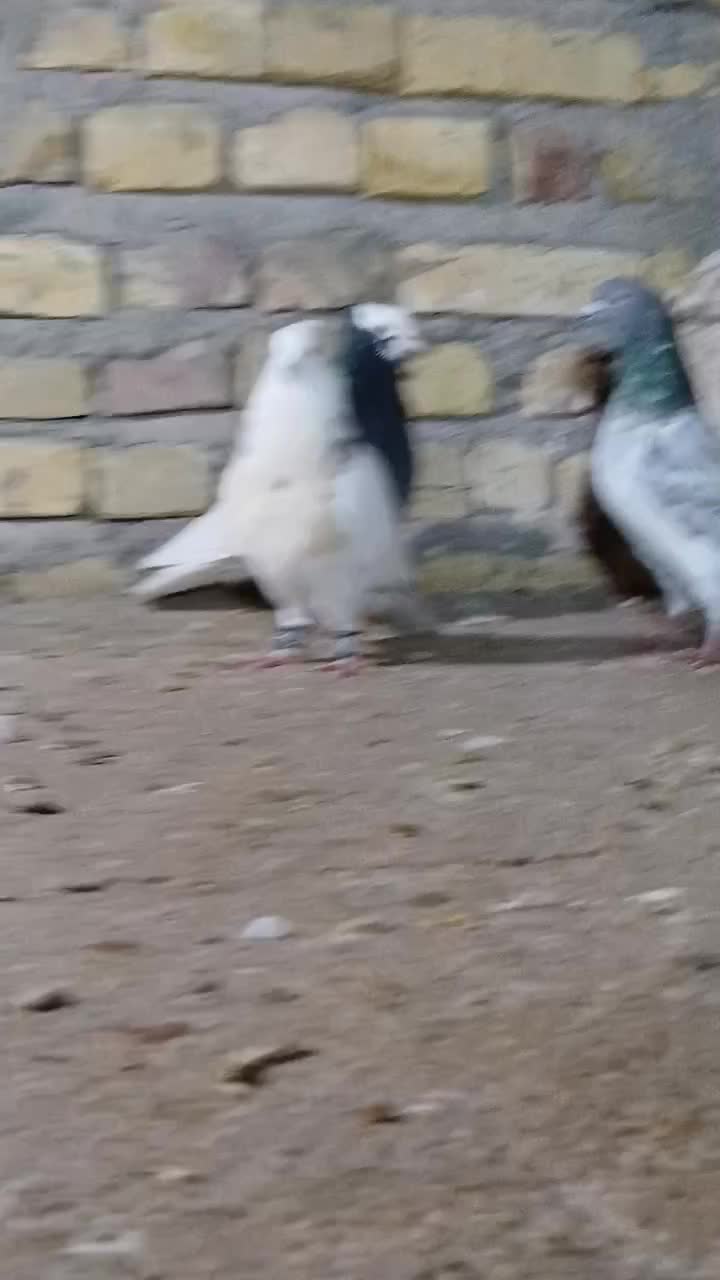 طوقی|پرنده|یزد, |دیوار