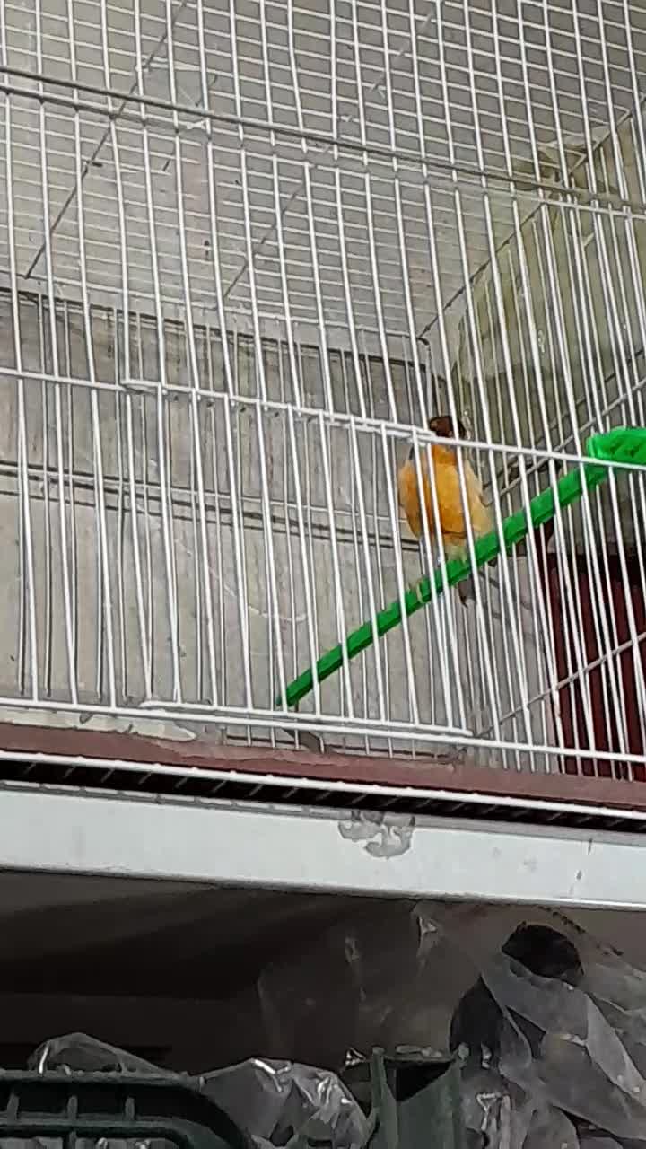 قناری نر مستخون  ماده اماده|پرنده|مشهد, هفده شهریور|دیوار