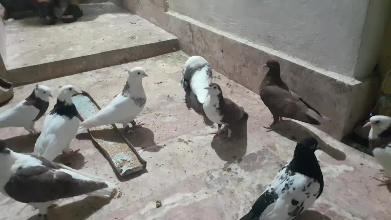 کفتر|پرنده|مشهد, شهید علی محمدی|دیوار