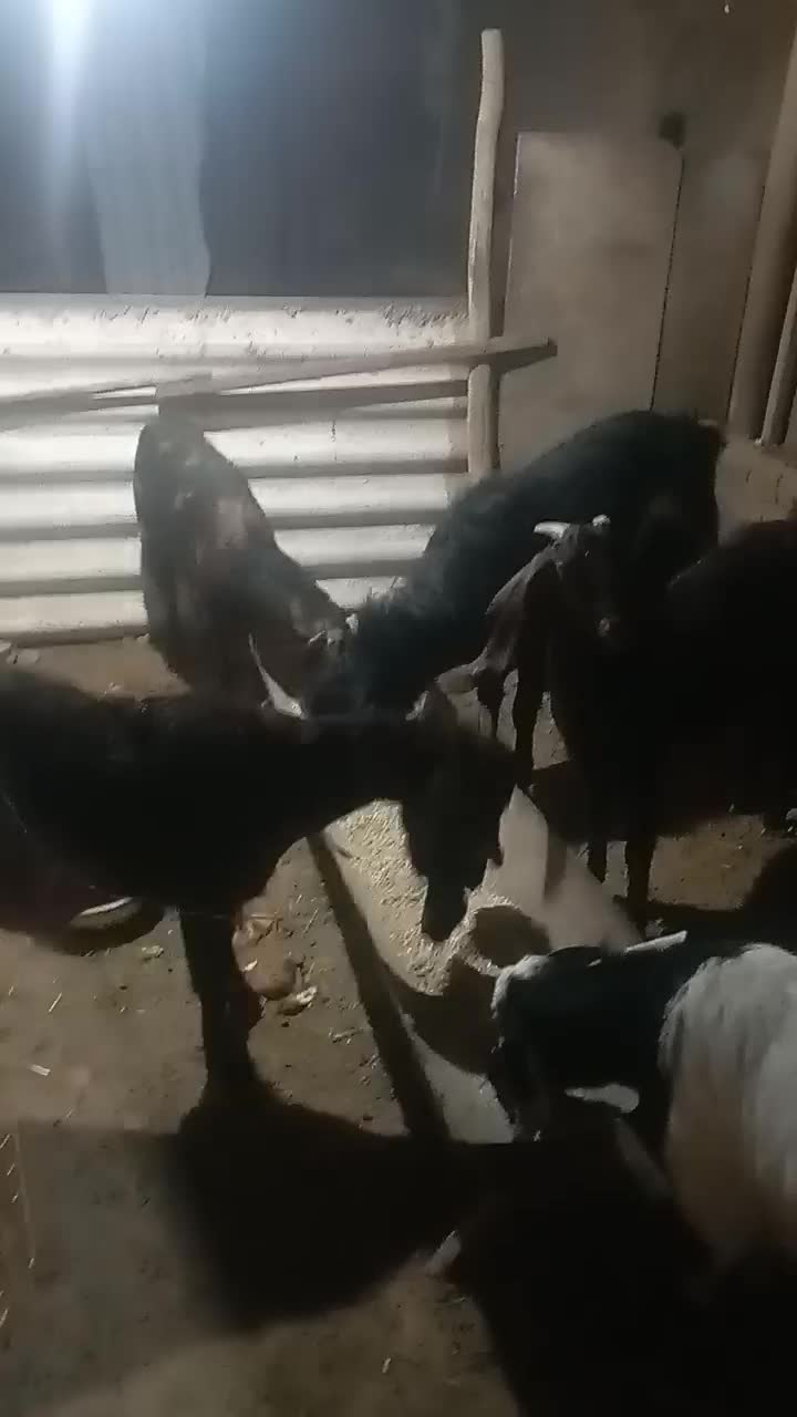 بز بزغاله|حیوانات مزرعه|سیدآباد, |دیوار