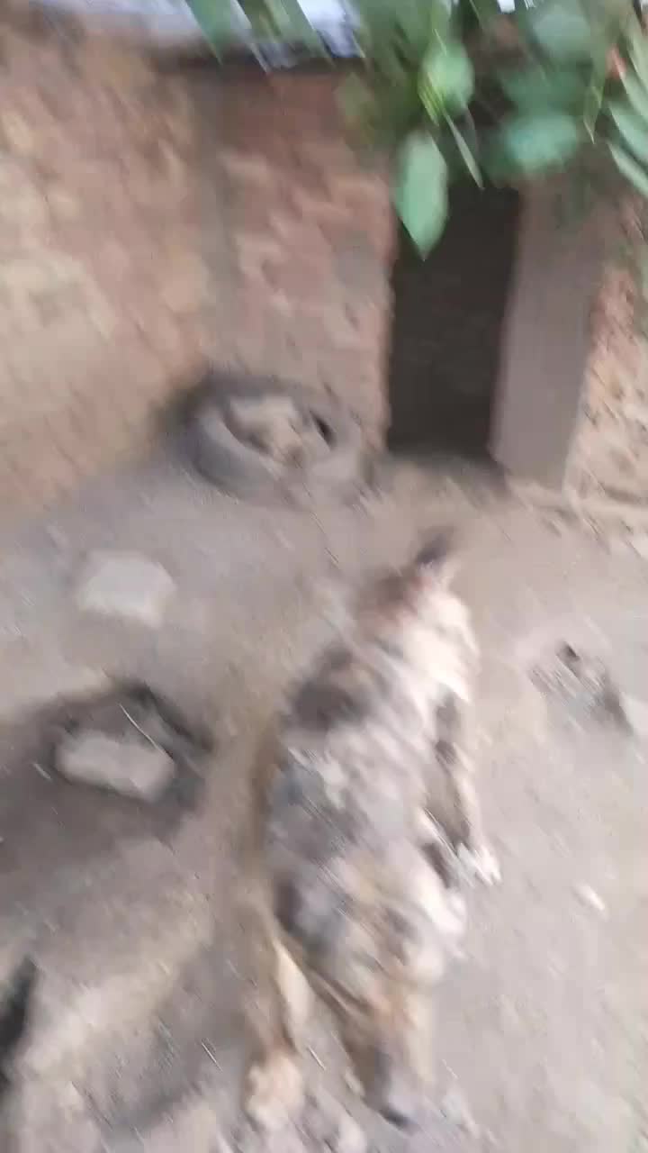 سگ نگهبان|سگ|نیشابور, ده حلاج|دیوار