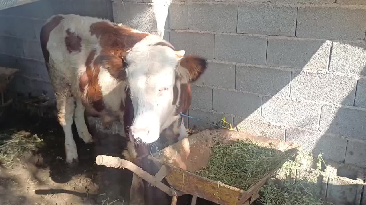 گوساله سیمینتال نر خالص|حیوانات مزرعه|صومعه‌سرا, |دیوار