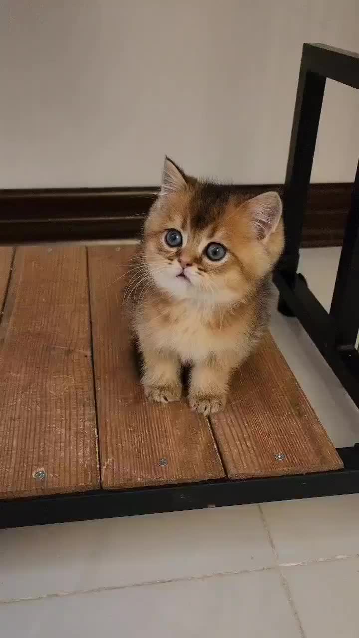 اسکاتیش وبریتیش بلو وگلد|گربه|شیراز, معالیآباد|دیوار