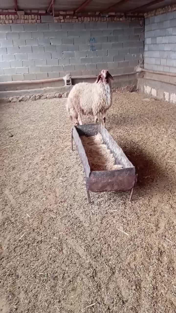 شیشک قوچ داشتی بشرط|حیوانات مزرعه|گیلان غرب, |دیوار