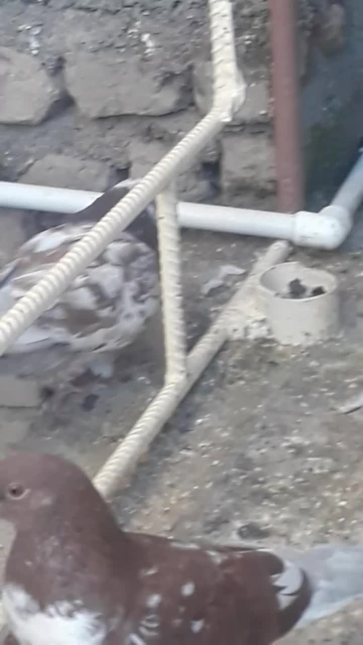 کفتر|پرنده|قرق, |دیوار