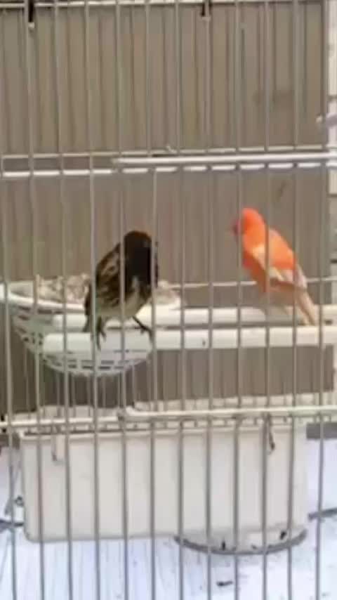 گلبسر نر مست مست جفتیه قناری|پرنده|ساوه, |دیوار