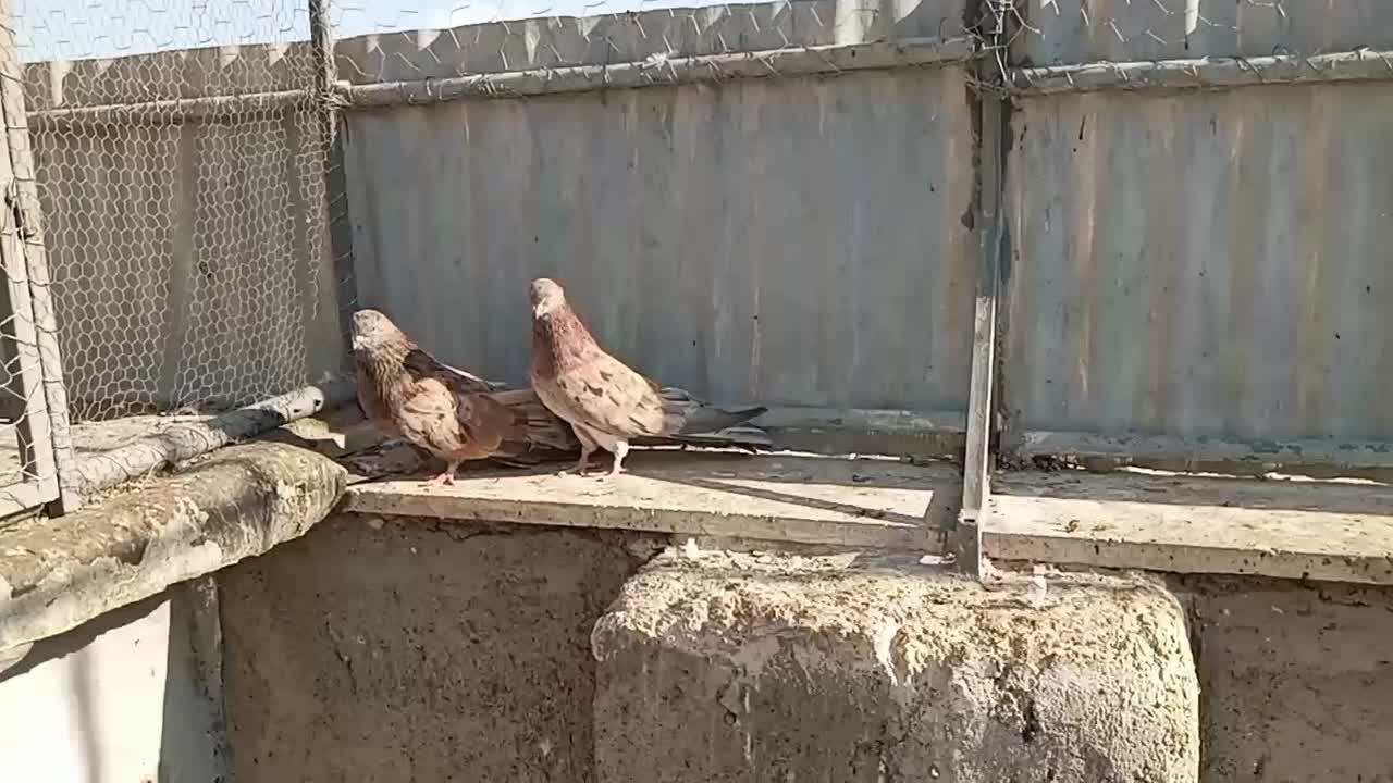 جفت سرول نر و ماده آتشی|پرنده|میانه, |دیوار