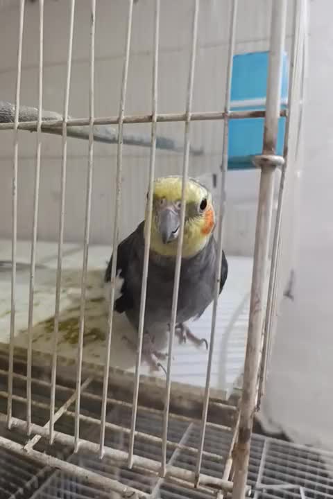 عروس هلندی ابلغ آماده جفت|پرنده|مشهد, سیسآباد|دیوار