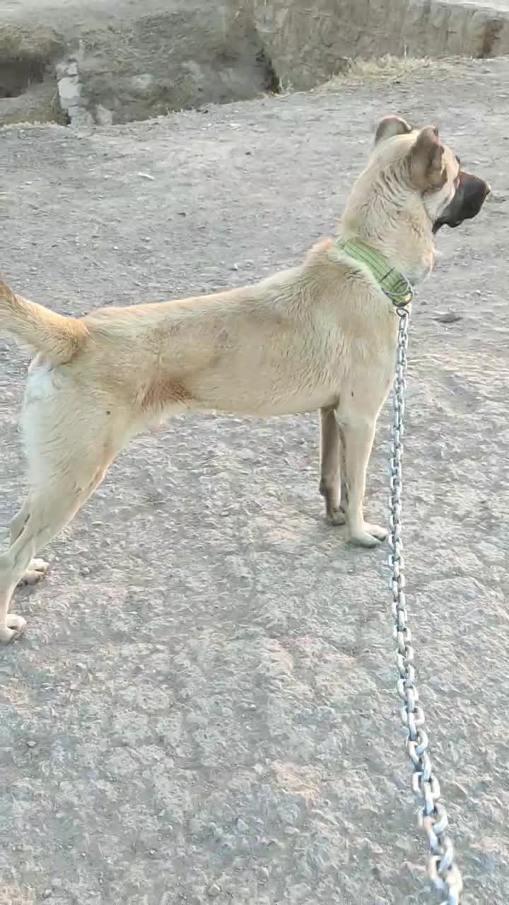 سگ کانگال نر ۷ماه اصل|سگ|مهاباد (آذربایجان غربی), |دیوار