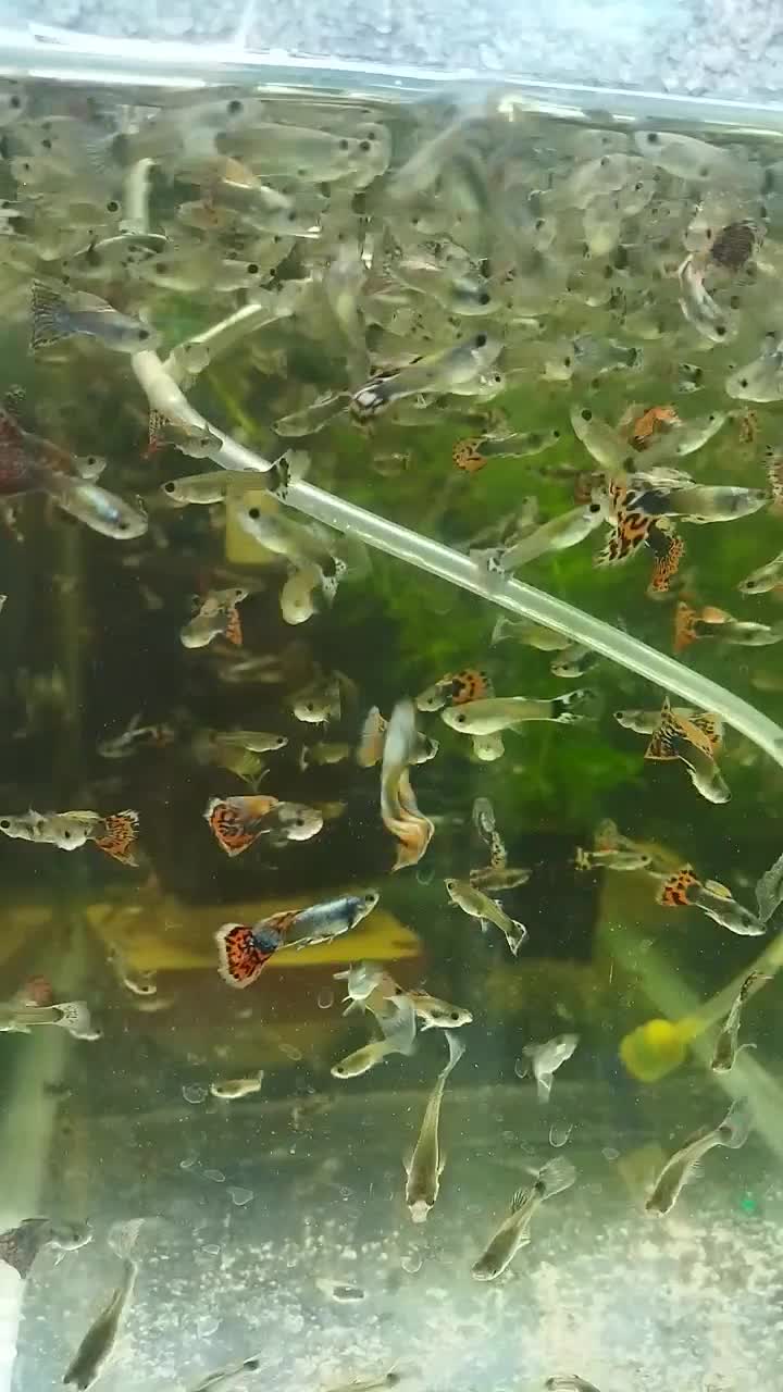 گوپی پیش مولد|ماهی|تهران, جیحون|دیوار