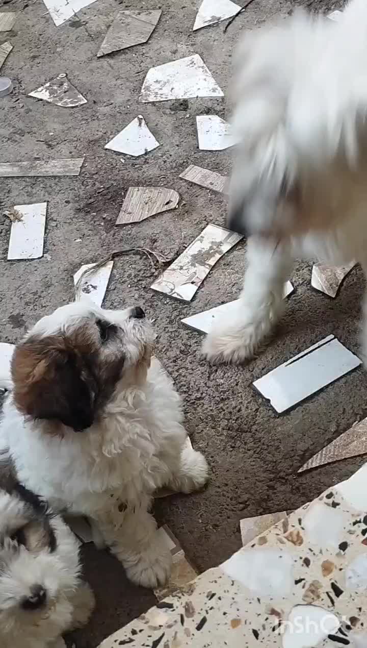 توله ۲ماهه تریر|سگ|لاهیجان, آهندان|دیوار