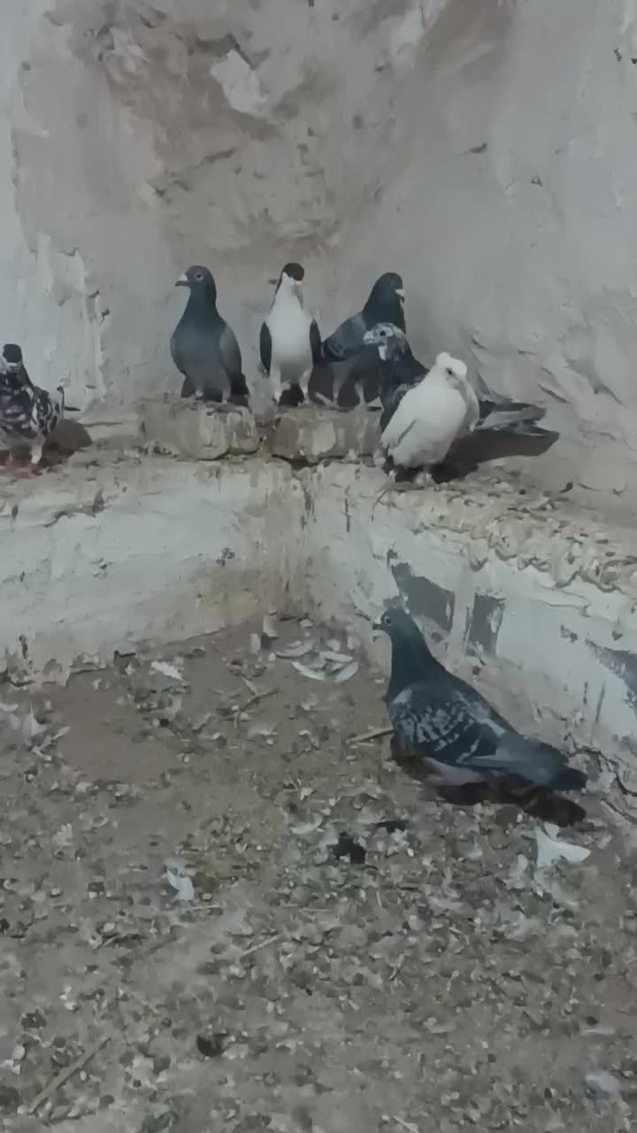 کفتر پرشی|پرنده|تربت جام, میان جام|دیوار