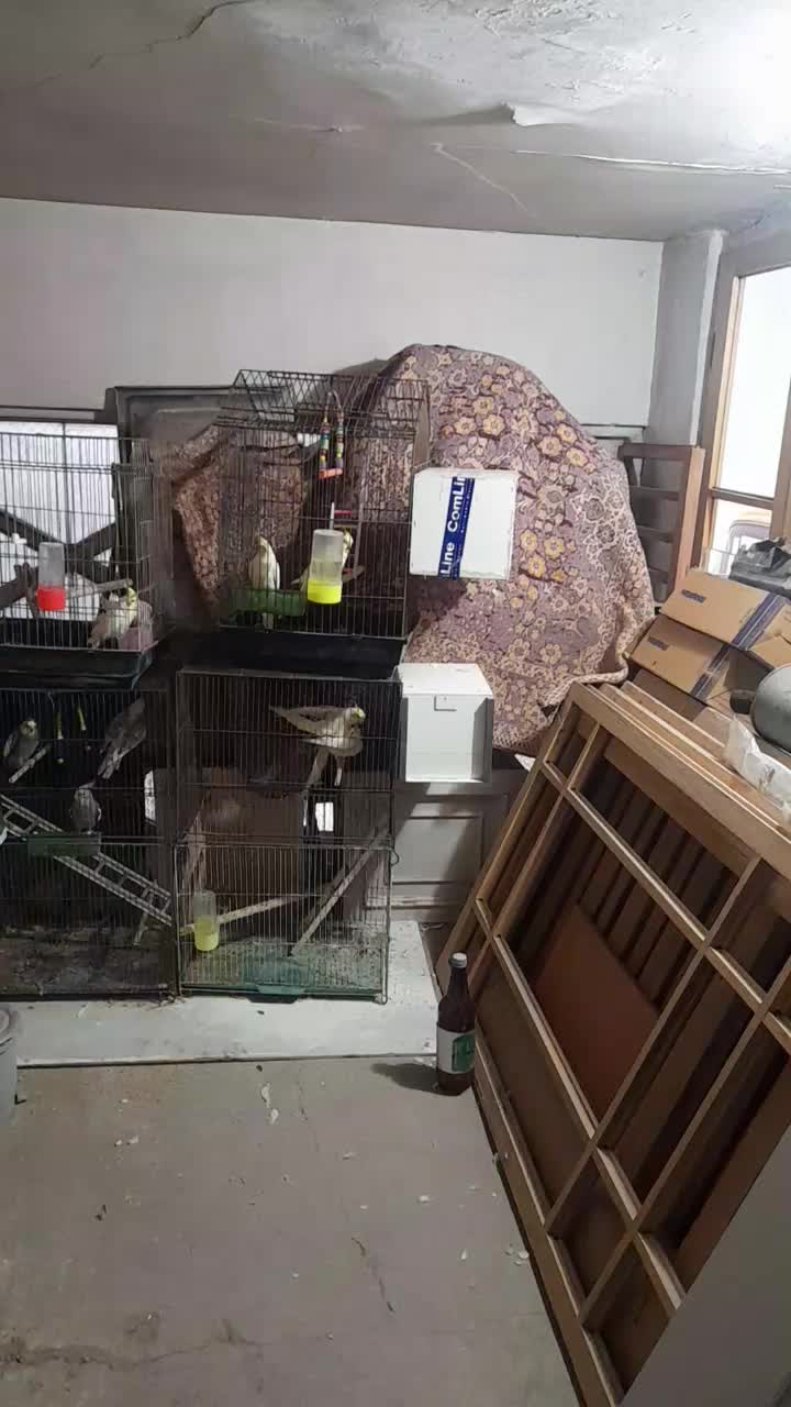 ۳جفت عروس با۲تانرتک|پرنده|قنوات, |دیوار