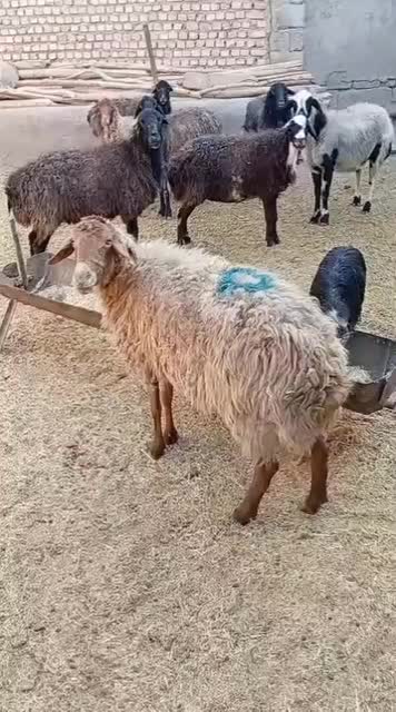 میش ابستن|حیوانات مزرعه|جوادآباد, |دیوار