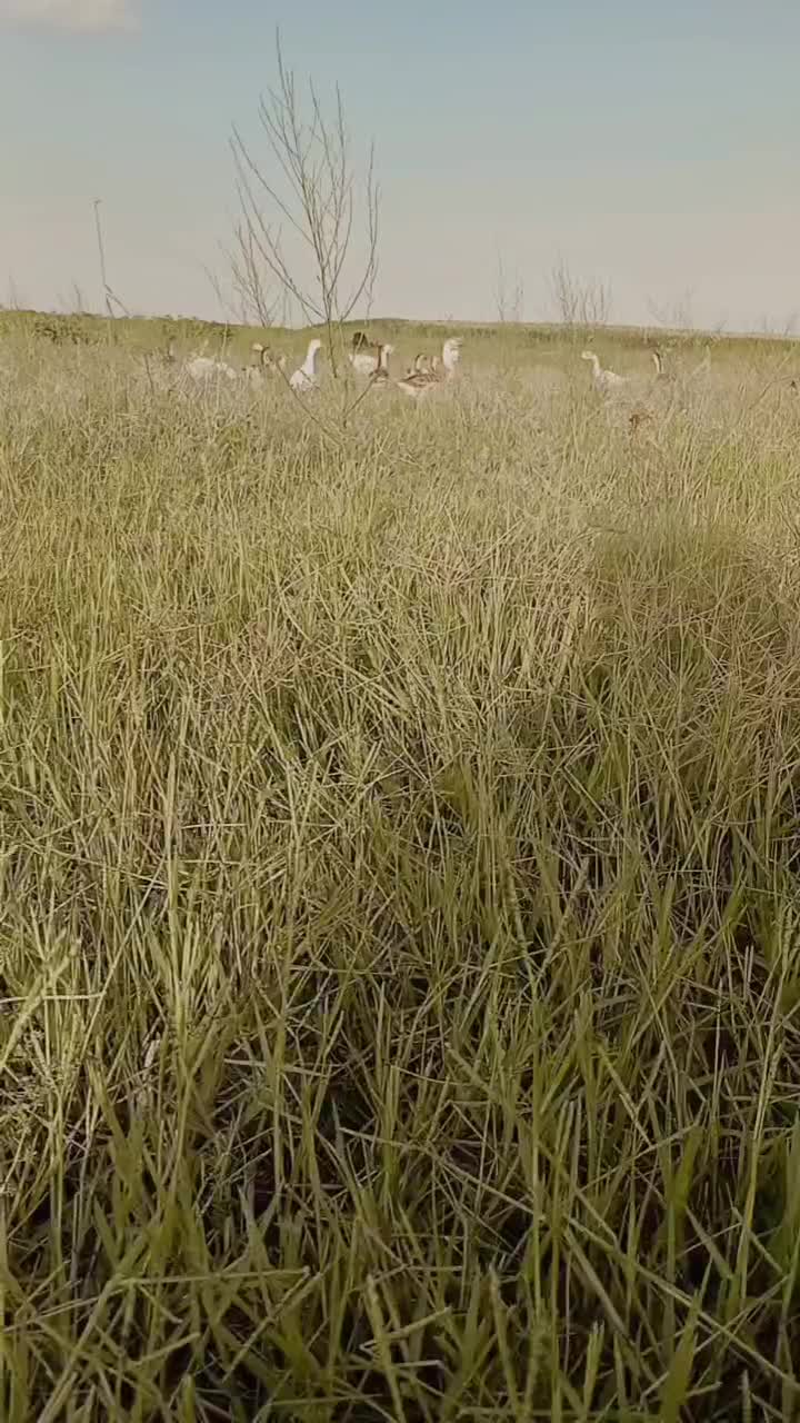 باسلام فروش قاز اصیل تبیعی|حیوانات مزرعه|پارسآباد, |دیوار