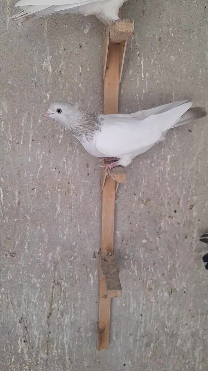 سینه سوسنی|پرنده|شیراز, حومه شیراز|دیوار