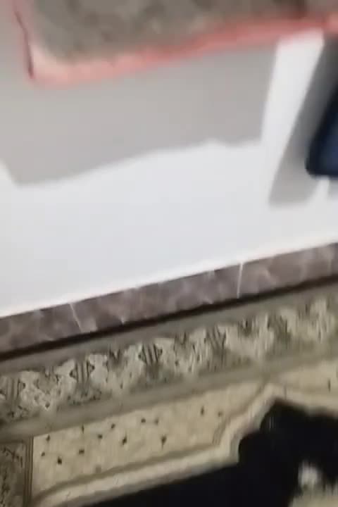 جفت فنچ فنج با تخم مولد سفید|پرنده|شیراز, ماه فیروزان|دیوار