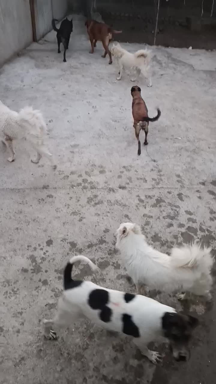 ماده گریدین|سگ|مشهد, نوید|دیوار