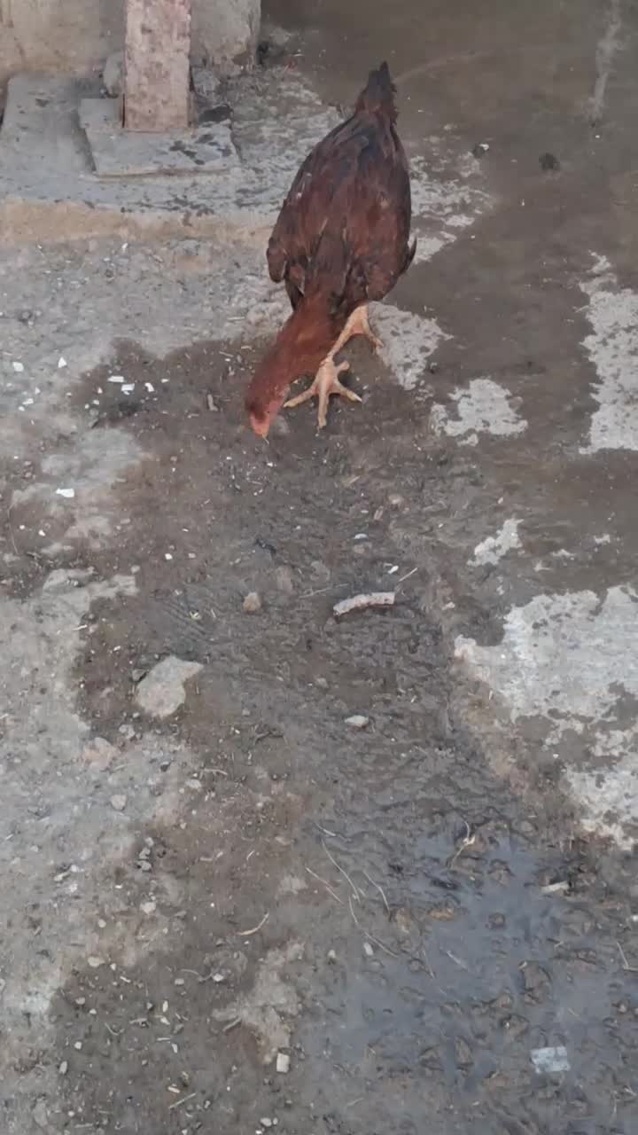 خروس|حیوانات مزرعه|ملکان, |دیوار