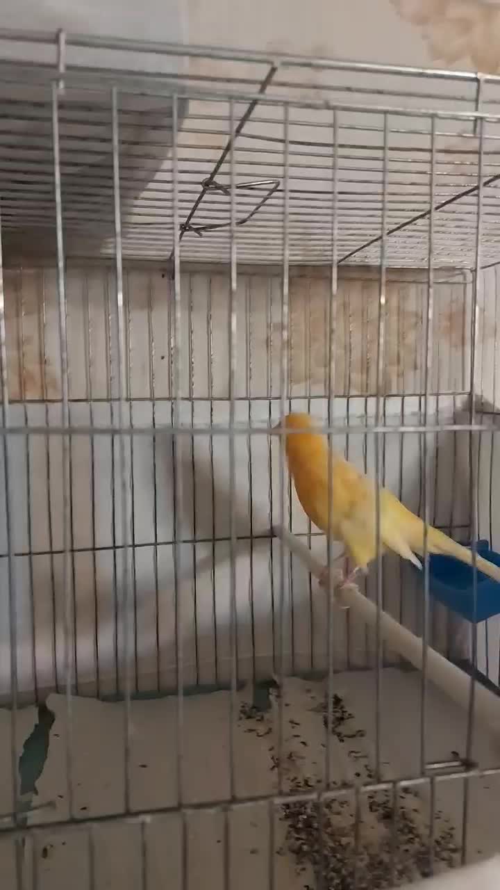 قناری پرتقالی|پرنده|تهران, شهران شمالی|دیوار