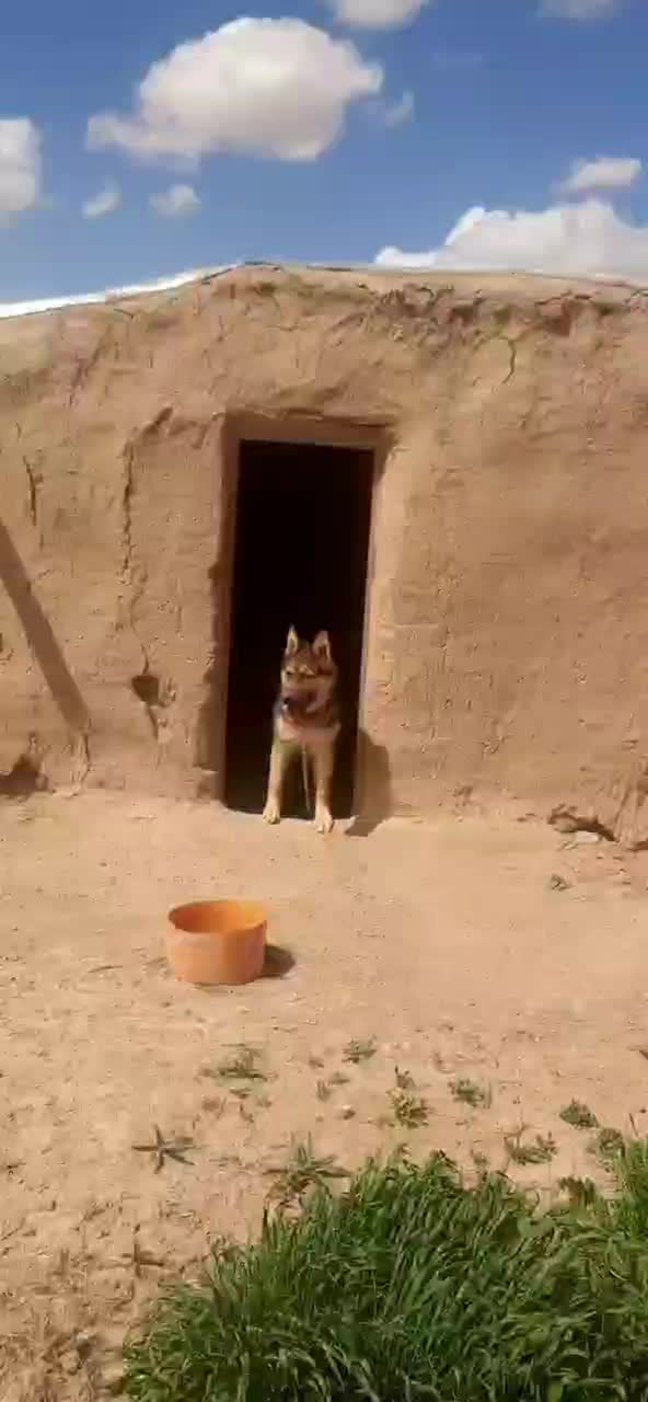 سگ گرگی|سگ|تهران, گمرک|دیوار