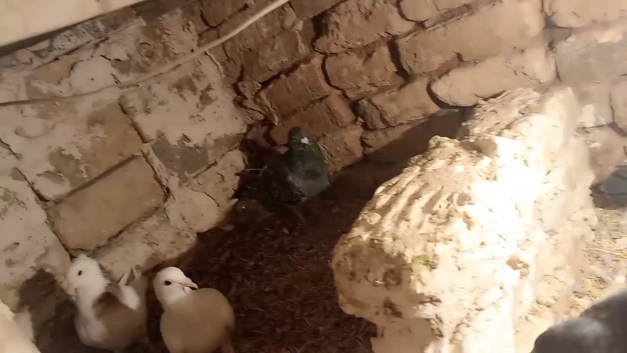 کفتر المانی اصل|پرنده|زاوه, |دیوار