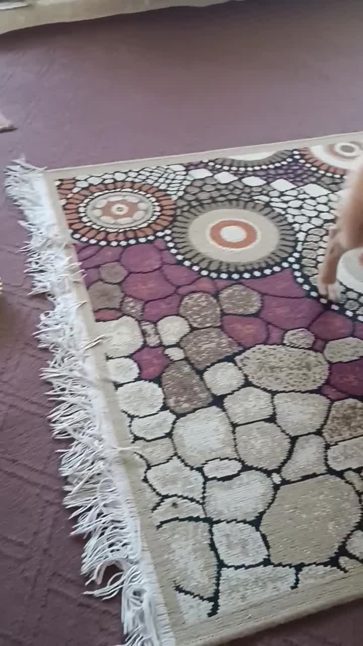 سگ پامر|سگ|گلبهار, شهر جدید گلبهار|دیوار