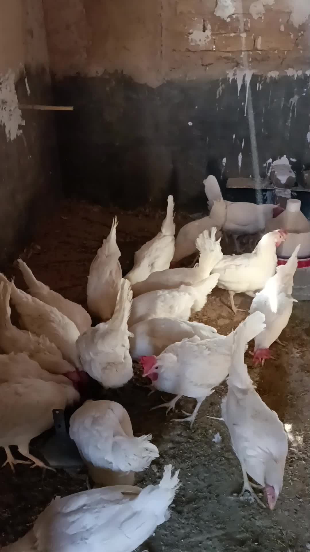 مرغ تخمگذار|حیوانات مزرعه|قم, دورشهر|دیوار