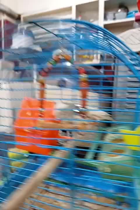 فنچ|پرنده|کرمان, |دیوار