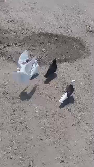 زاغ نرگره وجوجه پرشی|پرنده|میناب, |دیوار