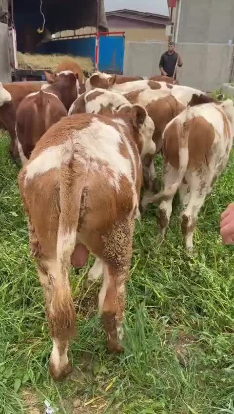 دوستانیکهدنبالگوساله یک دست هستنتماسب...|حیوانات مزرعه|بندر ترکمن, |دیوار