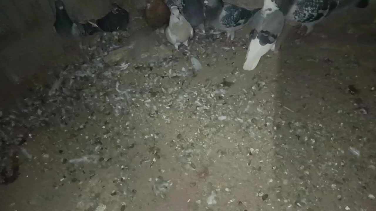 کفتر|پرنده|گنبکی, |دیوار