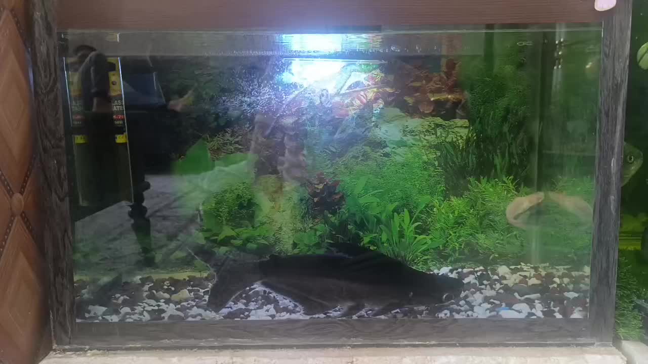 کوسه ماهی گیاهی ۳۳سانتی وآکواریوم ۶۰سانتی|ماهی|زاهدان, |دیوار