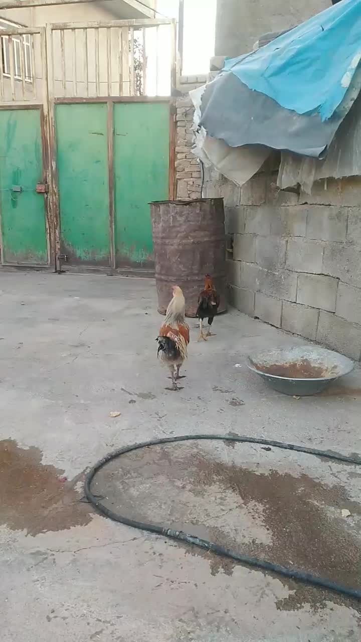 خروس|حیوانات مزرعه|خرم‌آباد, |دیوار