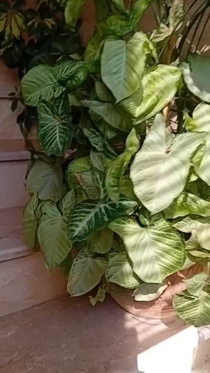 گلدان سینگولیوم|گل و گیاه طبیعی|قدس, شهرقدس|دیوار