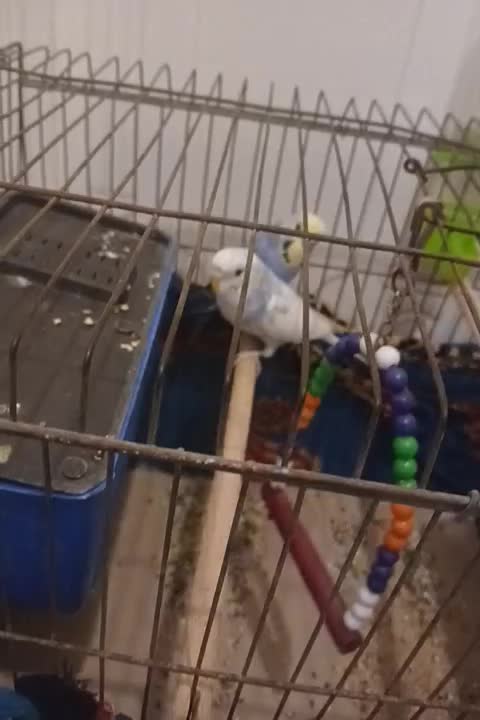 مرغ|پرنده|خمیر, |دیوار