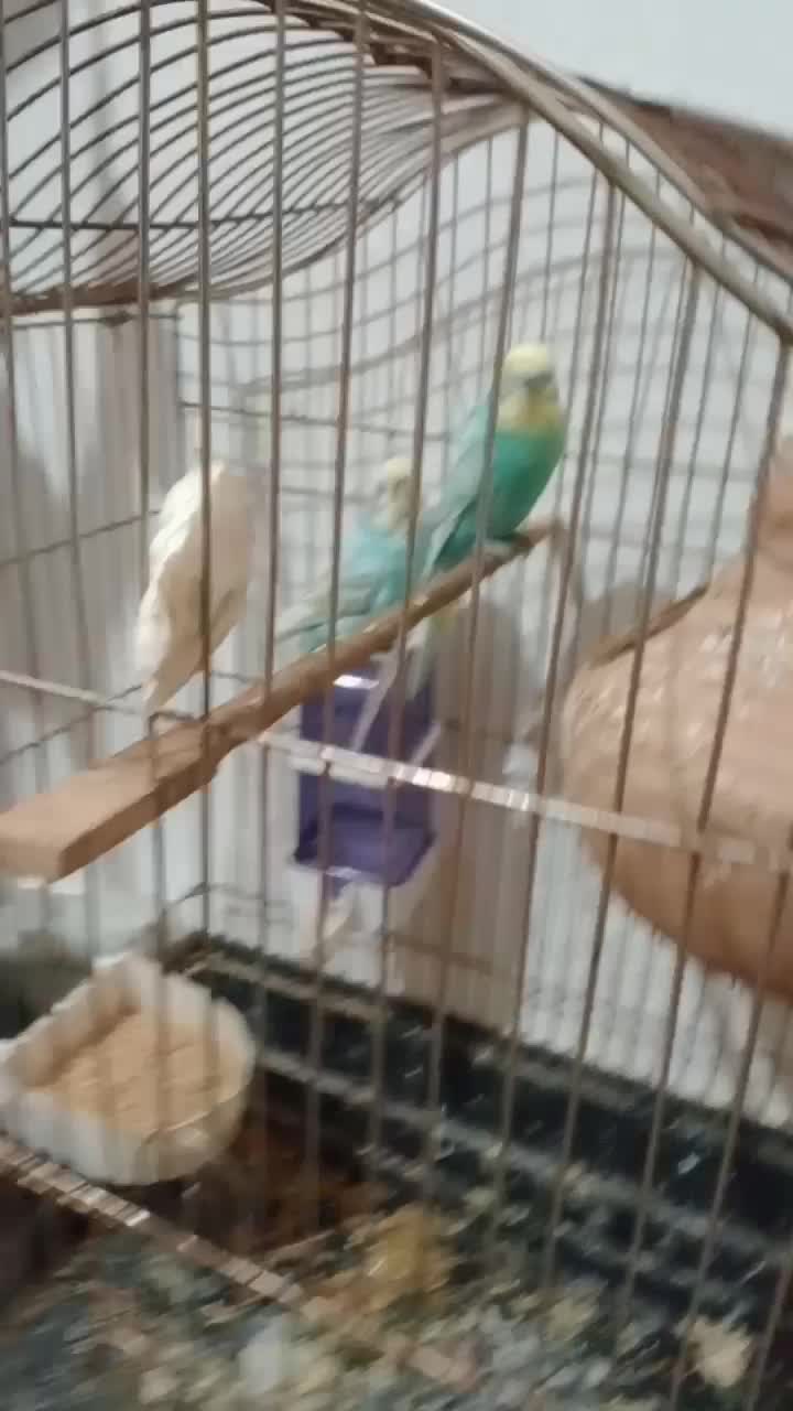 یه جفت مرغ عشق رینبو و جفت فنچ|پرنده|کنارک, |دیوار