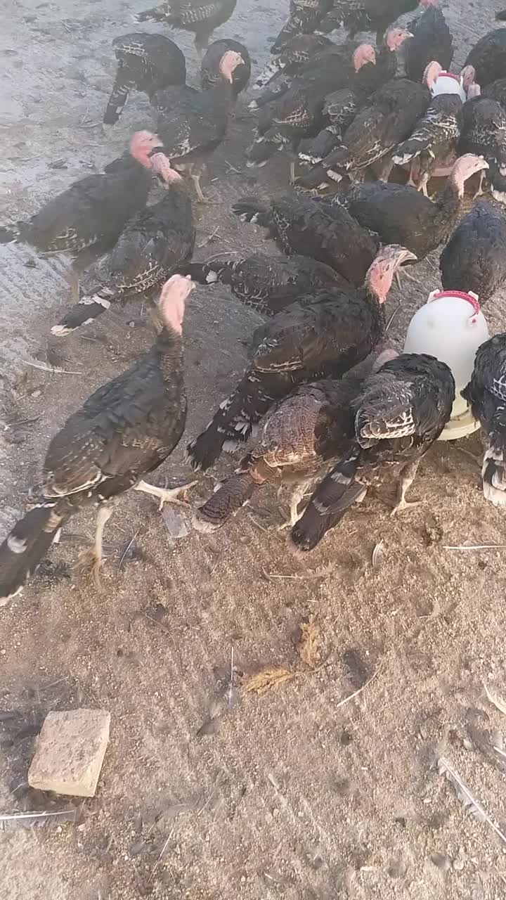 جوجه بوقلمون دوماهه|حیوانات مزرعه|پارسآباد, |دیوار